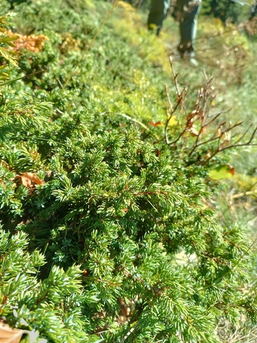 Juniperus communis, photograph 5