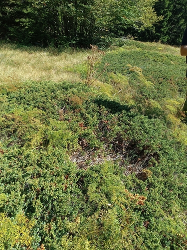 Juniperus communis, photograph 6