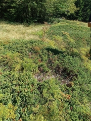 Juniperus communis, photograph (c) Vasileia Sef, some rights reserved (CC BY)