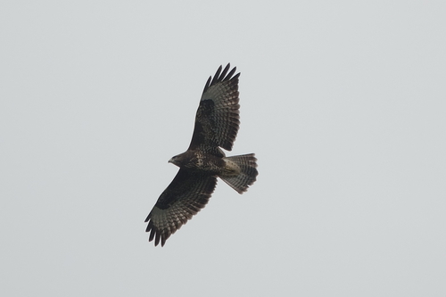 Common Buzzard
