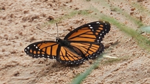 Viceroy