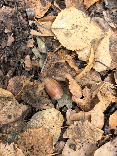 Наблюдение на iNaturalist