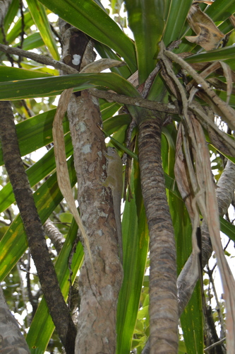 Dracaena concinna image