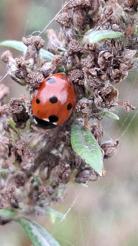 Seven-spotted Lady Beetle