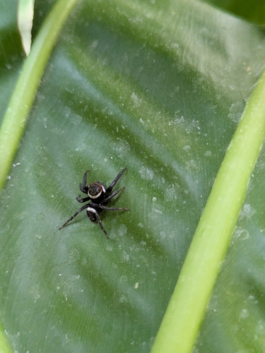 Adanson's House Jumper