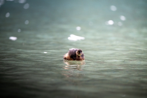 European Little Grebe
