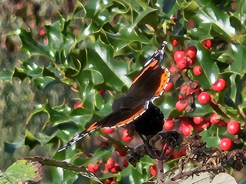 Red Admiral