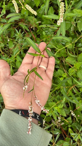 swamp smartweed