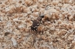 Bronzed Tiger Beetle