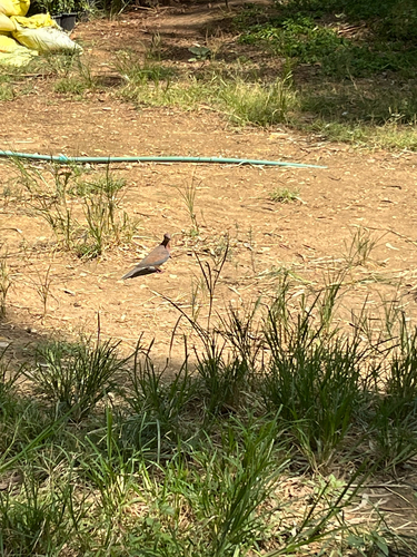 Laughing Dove