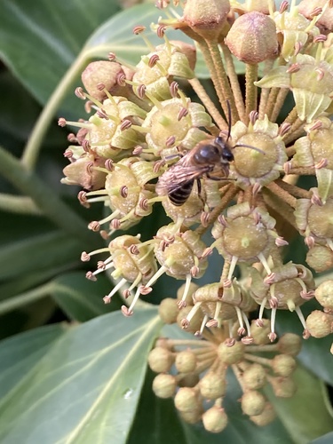 Ivy Cellophane Bee