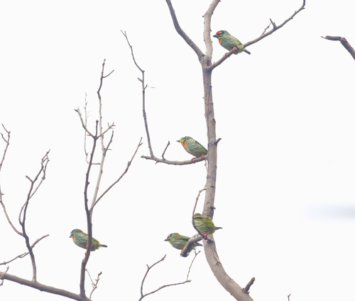 Coppersmith Barbet