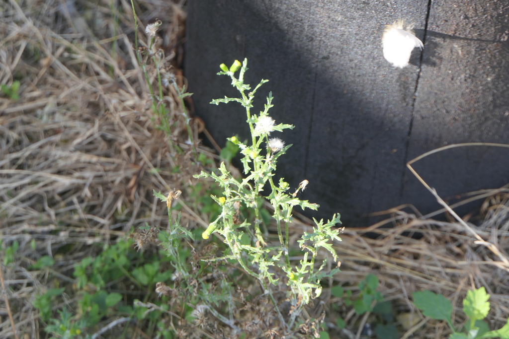 Senecio vulgaris; photograph (c) Pete Bradshaw, some rights reserved (CC BY)