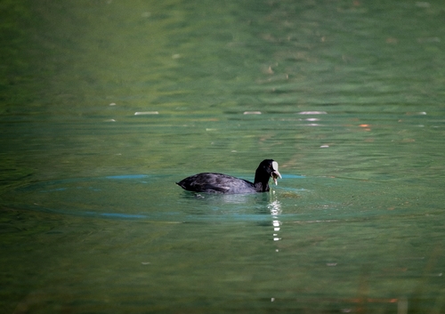 Eurasian Coot