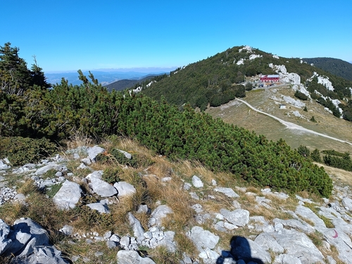 Pinus mugo