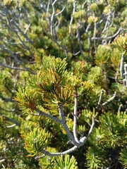 (c) Vasileia Sef, some rights reserved (CC BY) Pinus mugo, photograph (c) Vasileia Sef, some rights reserved (CC BY)