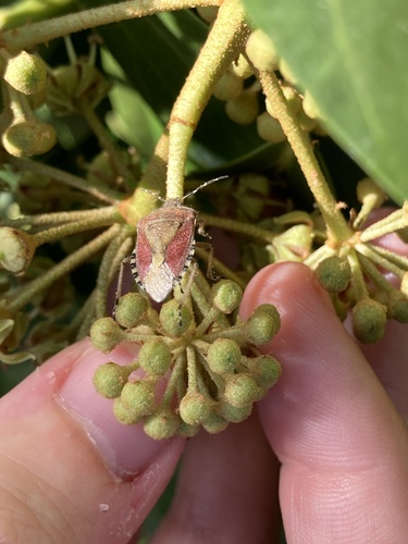 Sloe Bug