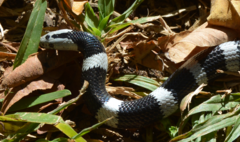 Elapsoidea boulengeri