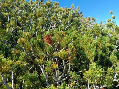 Pinus mugo, photograph 2