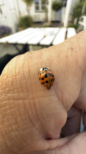 Asian Lady Beetle