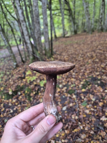 Dusky Bolete