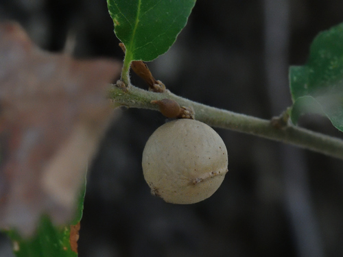 Oak Marble Gall Wasp