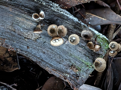 Cyathus, 2026-09-20