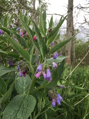 Symphytum officinale