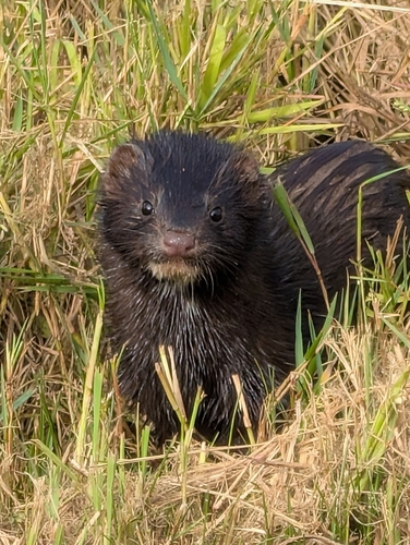American Mink