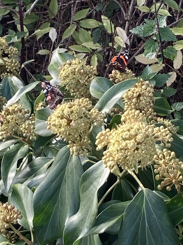 Red Admiral