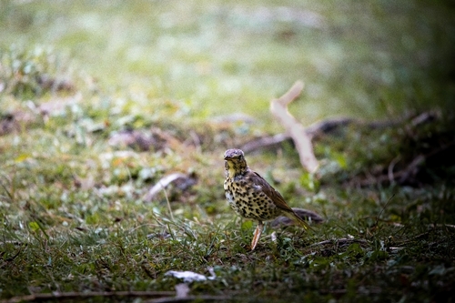 Song Thrush
