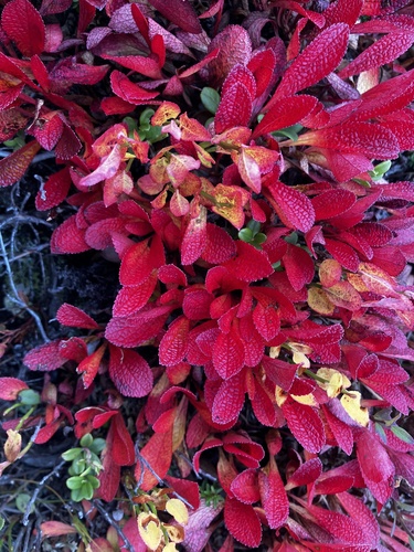 alpine bearberry