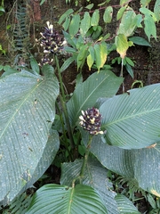 Goeppertia latifolia