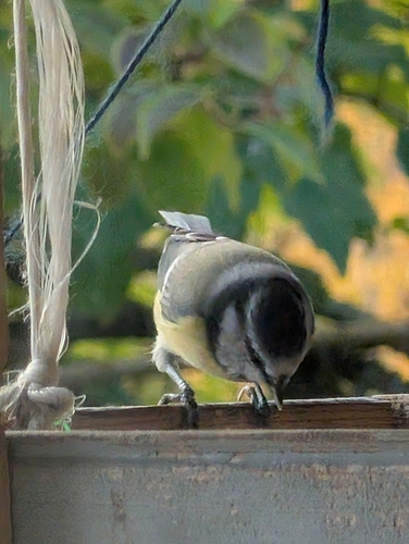Eurasian Blue Tit