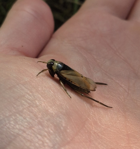 Eurasian Greater Water Boatman