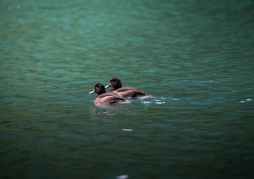 Tufted Duck