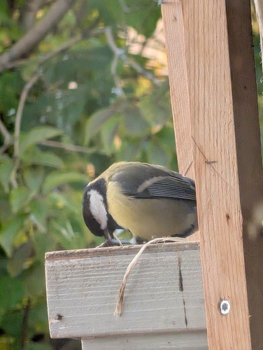 Great Tit