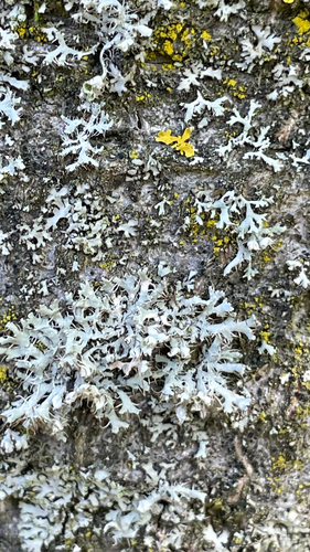 Hooded Rosette Lichen