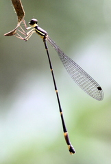 Protosticta kinabaluensis