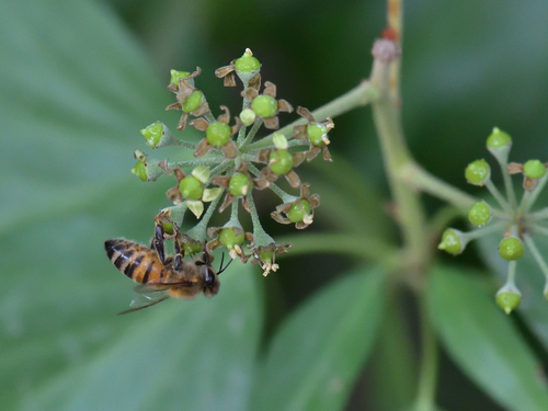 Western Honey Bee