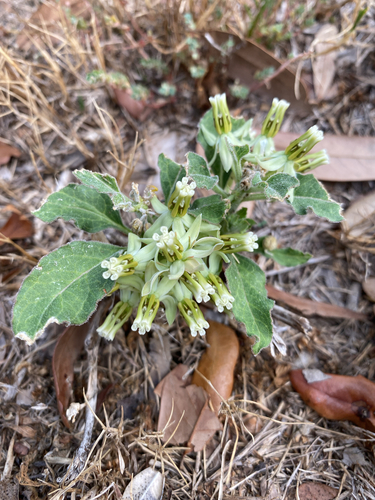 Zizotes milkweed
