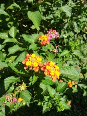 Lantana × strigocamara