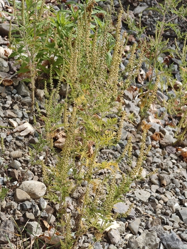 Ambrosia artemisiifolia, photograph 5