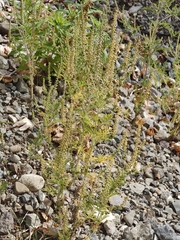 Ambrosia artemisiifolia, photograph (c) xulescu_g, some rights reserved (CC BY-SA)