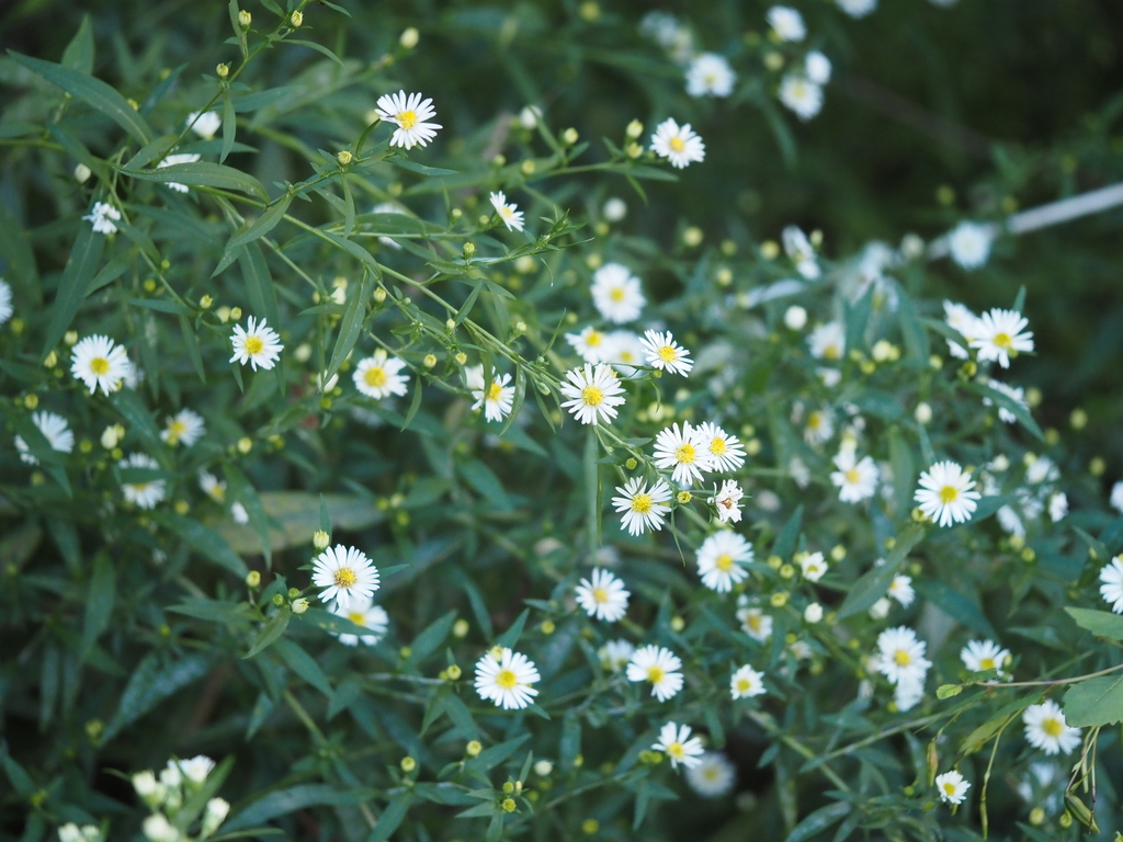 Symphyotrichum lanceolatum; photograph author not stated, no rights reserved