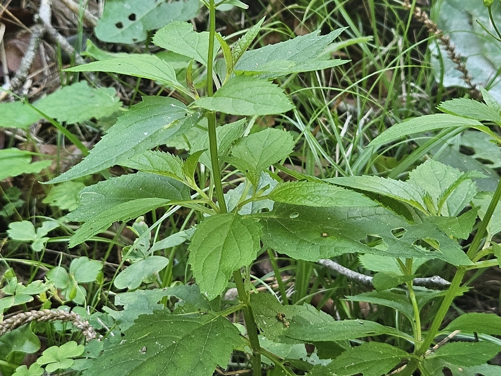 Scrophularia nodosa; photograph (c) Marc Riera, some rights reserved (CC BY)