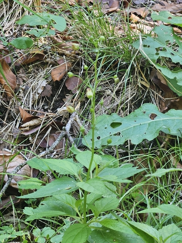 Scrophularia nodosa, photograph 1