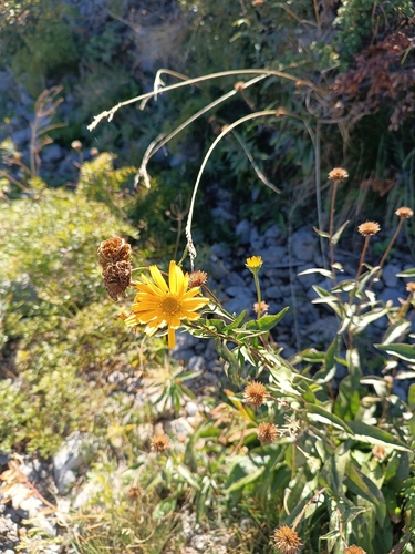 Buphthalmum salicifolium