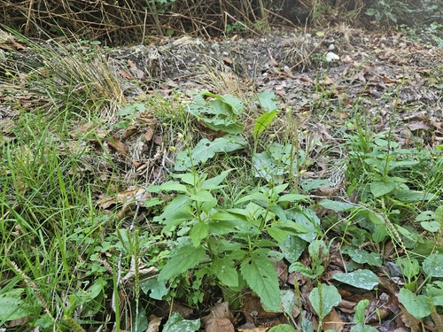 Scrophularia nodosa, photograph 2