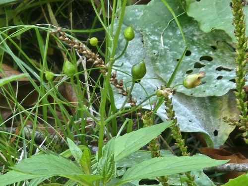 Scrophularia nodosa, photograph 3